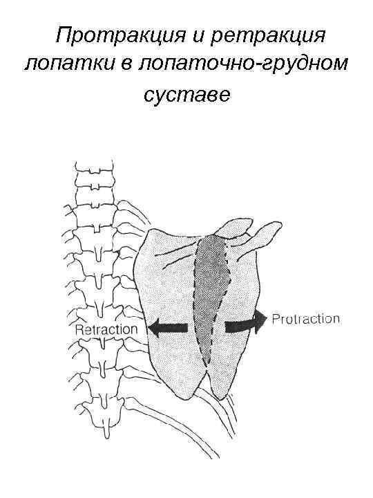 Протракция и ретракция лопатки в лопаточно-грудном суставе 