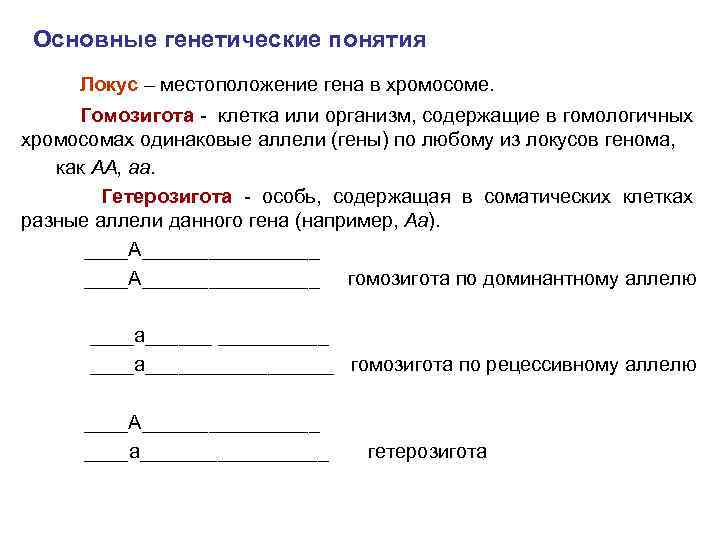 Основные генетические понятия Локус – местоположение гена в хромосоме. Гомозигота - клетка или организм,