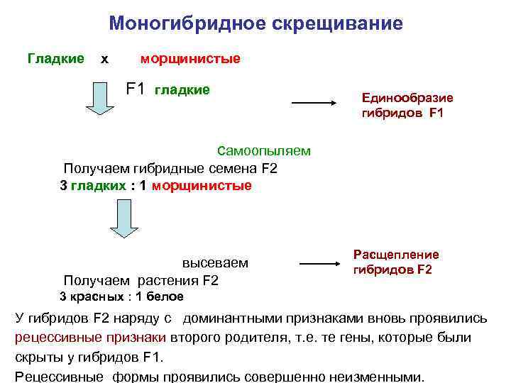 Моногибридное скрещивание Гладкие х морщинистые F 1 гладкие Единообразие гибридов F 1 самоопыляем Получаем