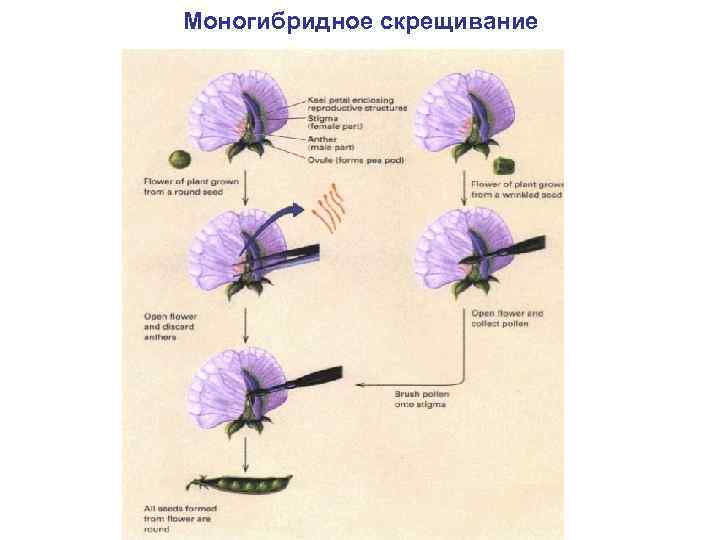 Моногибридное скрещивание 