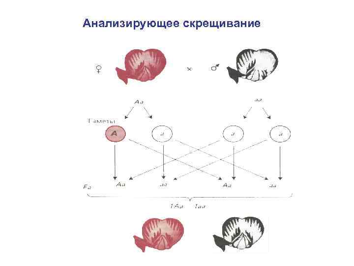 Реципрокное скрещивание схема