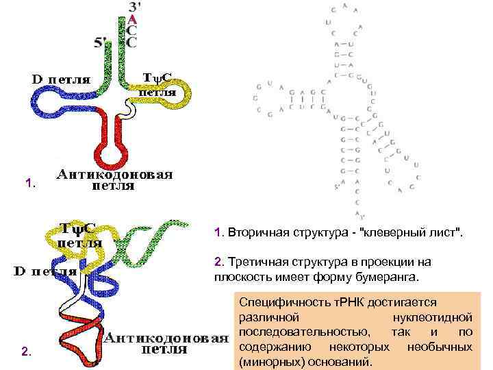 Рнк имеет форму. Первичная вторичная и третичная структура ТРНК. Строение вторичной структуры ТРНК. Первичная и вторичная структура ТРНК. Вторичная структура РНК клеверный лист.