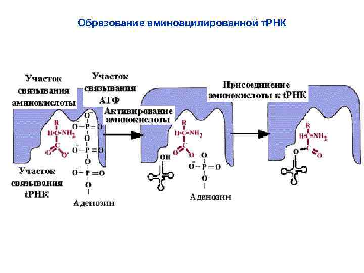 Образование аминоацилированной т. РНК 