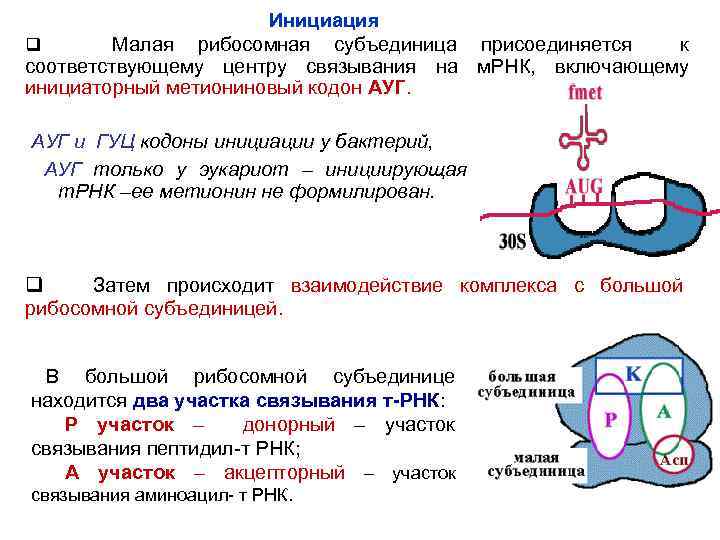 Синтез рибосом у эукариот. Малая субъединица РНК. Кодон инициации. Инициирующие кодоны у эукариот. Кодоны МРНК.