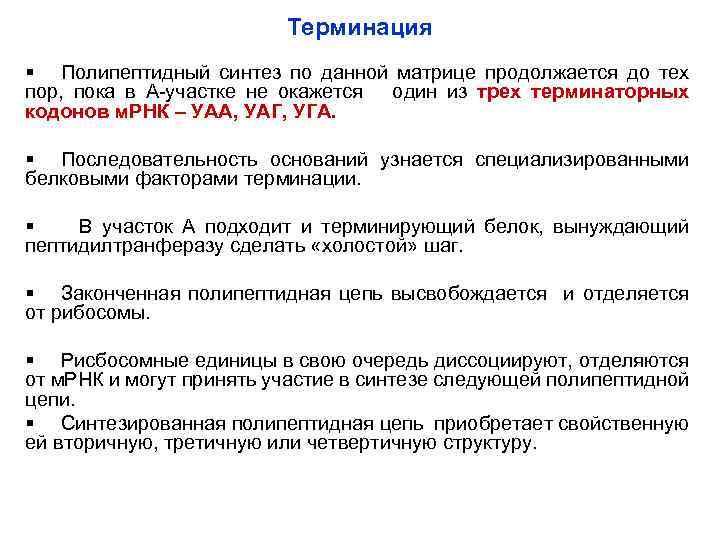 Терминация § Полипептидный синтез по данной матрице продолжается до тех пор, пока в А-участке