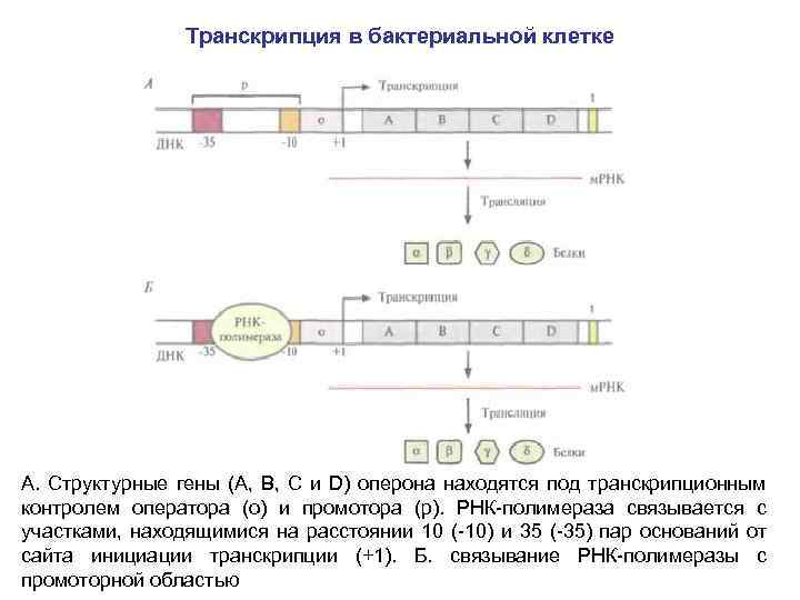 Транскрипция в бактериальной клетке А. Структурные гены (А, В, С и D) оперона находятся