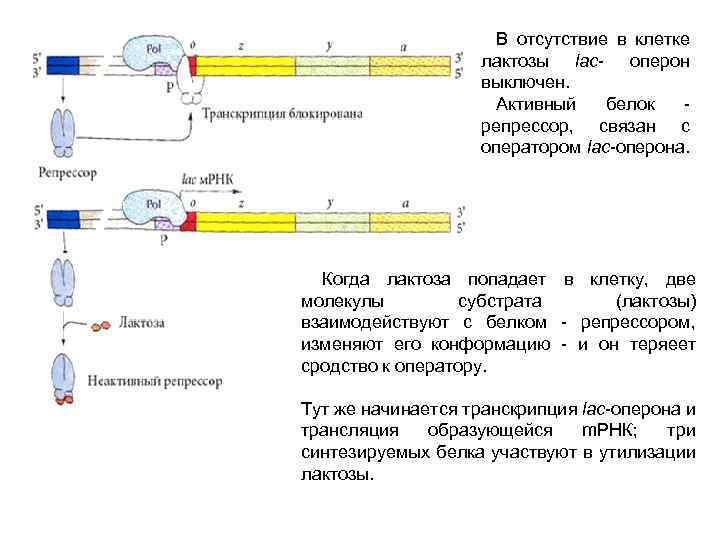 В отсутствие в клетке лактозы lac- оперон выключен. Активный белок - репрессор, связан с