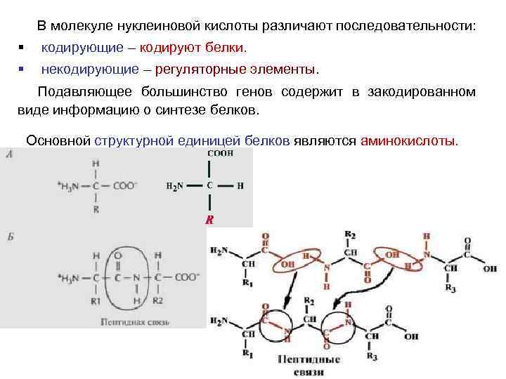 Определите первичную структуру синтезируемого белка