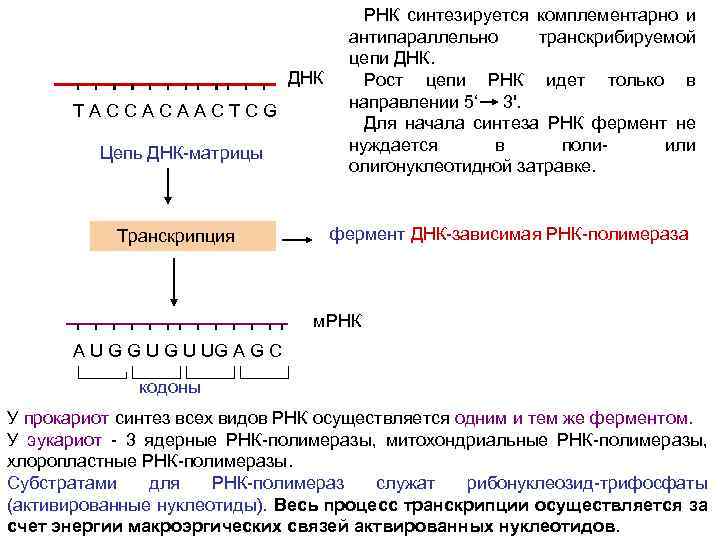 ДНК Т А С С А А С Т С G Цепь ДНК-матрицы Транскрипция