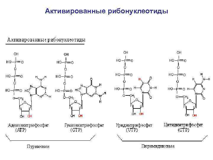 Активированные рибонуклеотиды 