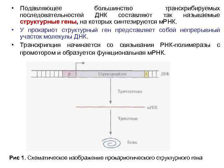  • Подавляющее большинство транскрибируемых последовательностей ДНК составляют так называемые структурные гены, на которых