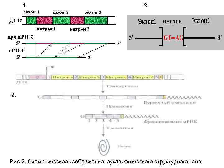  1. 3. 2. Рис 2. Схематическое изображение эукариотического структурного гена. 