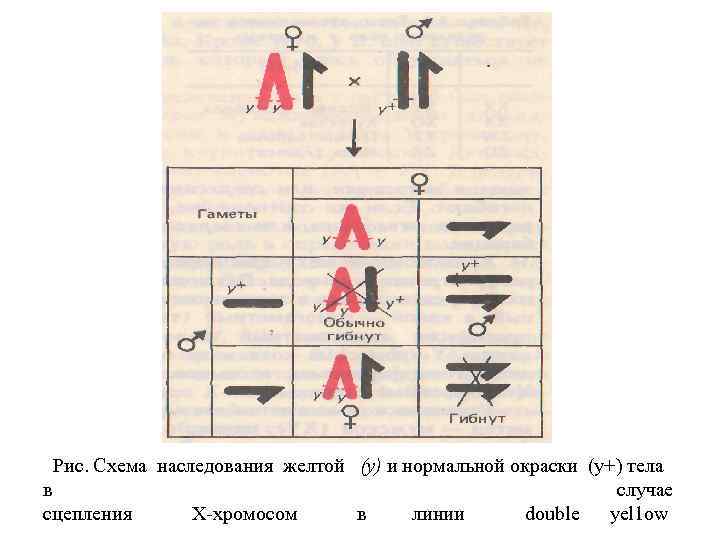 Рис. Схема наследования желтой (у) и нормальной окраски (у+) тела в случае сцепления Х-хромосом