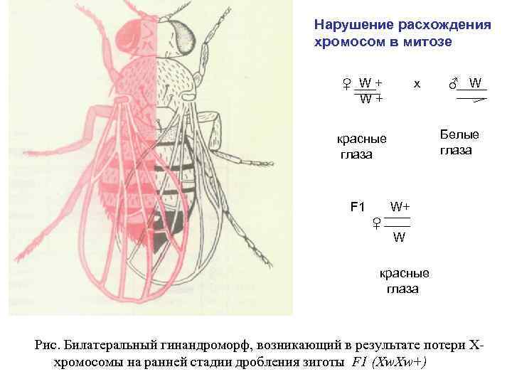 Расхождение хромосом в митозе