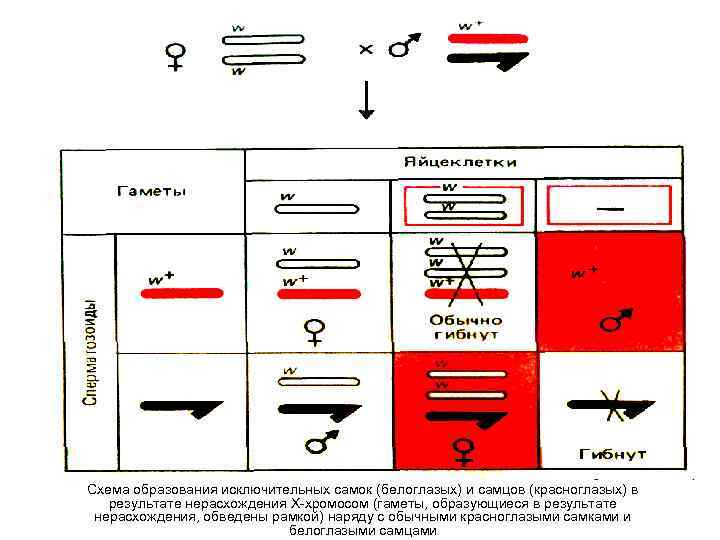 Схема образования исключительных самок (белоглазых) и самцов (красноглазых) в результате нерасхождения Х-хромосом (гаметы, образующиеся