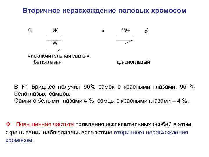 Вторичное нерасхождение половых хромосом ♀ W х W+ ♂ W «исключительная самка» белоглазая красноглазый