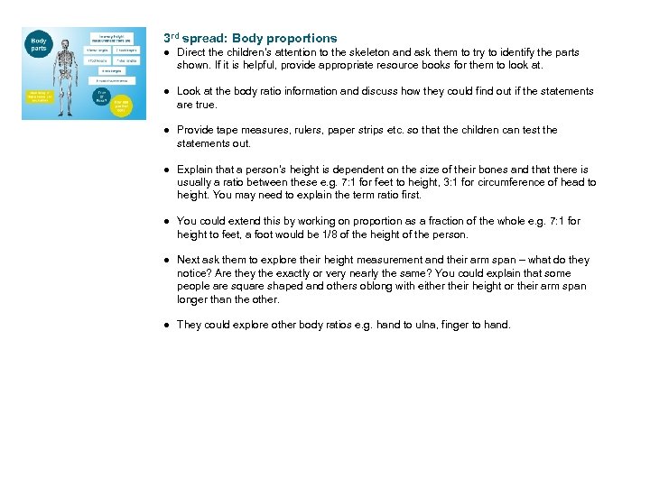 3 rd spread: Body proportions ● Direct the children’s attention to the skeleton and