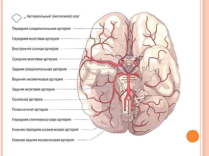 Артерии круг головного мозга. Кровообращение мозга. Виллизиев круг.. Передняя соединительная артерия головного мозга. Задняя соединительная артерия головного мозга. Сосуды головы Виллизиев круг.