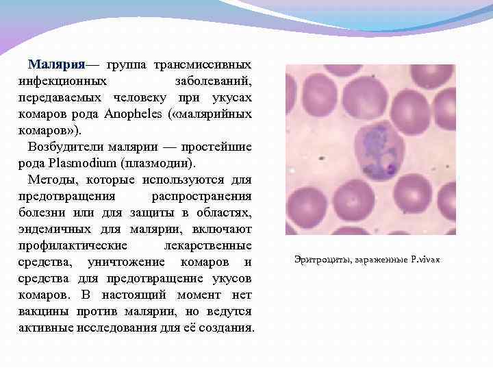 Малярия— группа трансмиссивных инфекционных заболеваний, передаваемых человеку при укусах комаров рода Anopheles ( «малярийных