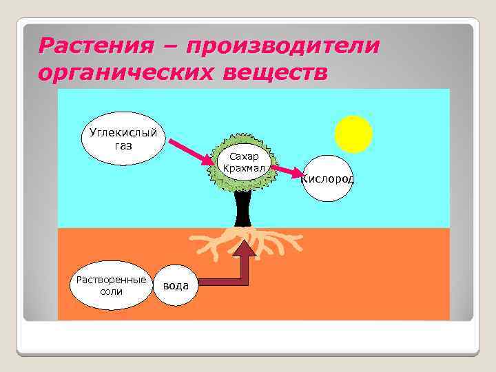 Растения в природных сообществах производят органическое вещество. Растения производители. Производители органических веществ. Какие органические вещества производят растения. Растения производители примеры.