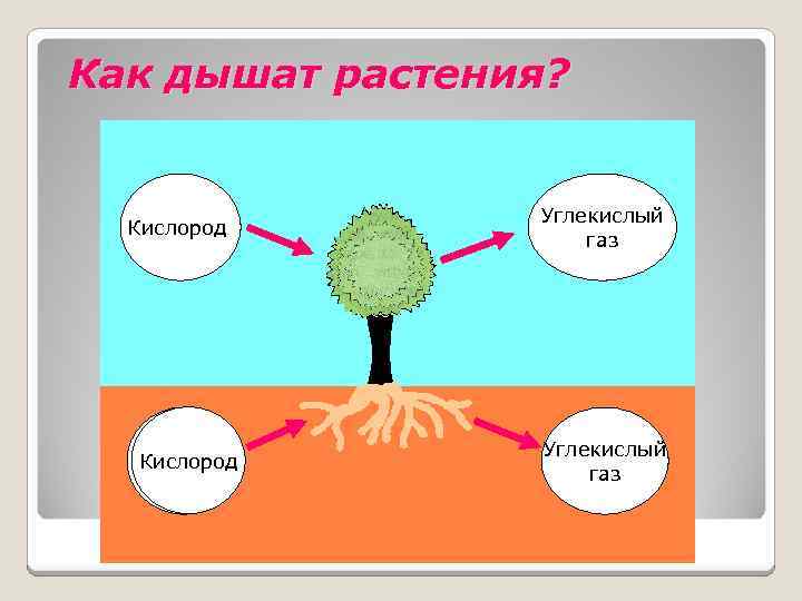 Как дышат растения? Кислород Углекислый газ Кислород Углекислый газ 