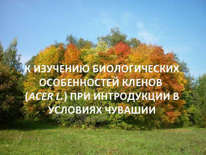 К ИЗУЧЕНИЮ БИОЛОГИЧЕСКИХ ОСОБЕННОСТЕЙ КЛЕНОВ (ACER L. ) ПРИ ИНТРОДУКЦИИ В УСЛОВИЯХ ЧУВАШИИ 