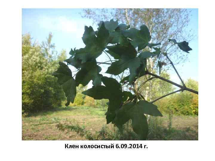 Клен колосистый 6. 09. 2014 г. 