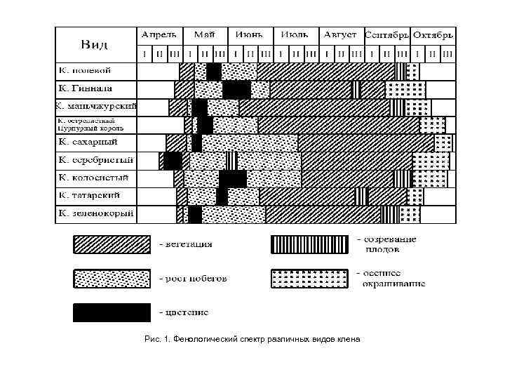 Рис. 1. Фенологический спектр различных видов клена 