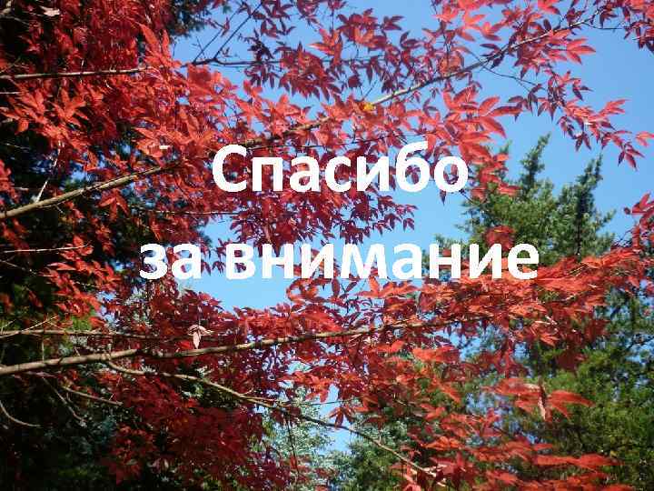 Спасибо за внимание 