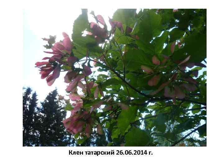 Клен татарский 26. 06. 2014 г. 