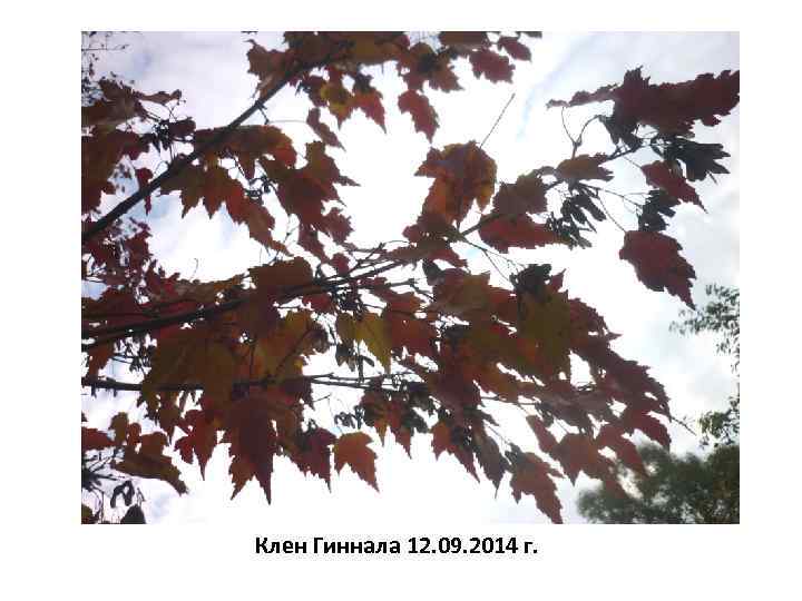 Клен Гиннала 12. 09. 2014 г. 