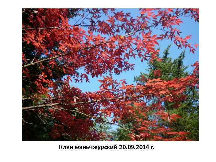 Клен маньчжурский 20. 09. 2014 г. 
