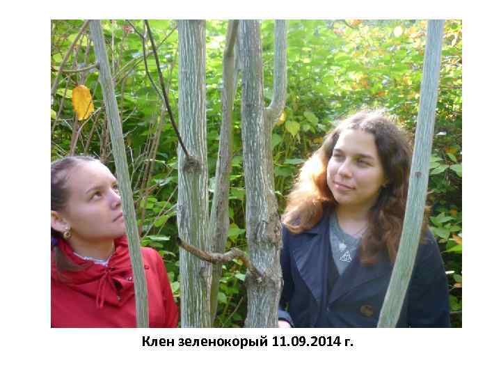 Клен зеленокорый 11. 09. 2014 г. 