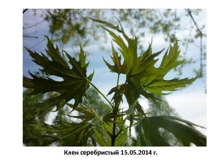 Клен серебристый 15. 05. 2014 г. 