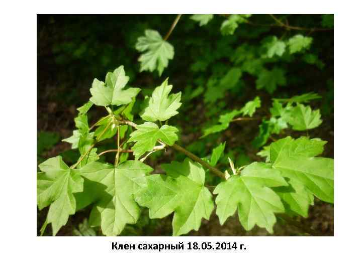 Клен сахарный 18. 05. 2014 г. 