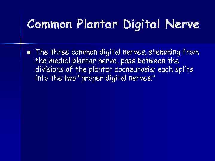 Common Plantar Digital Nerve n The three common digital nerves, stemming from the medial