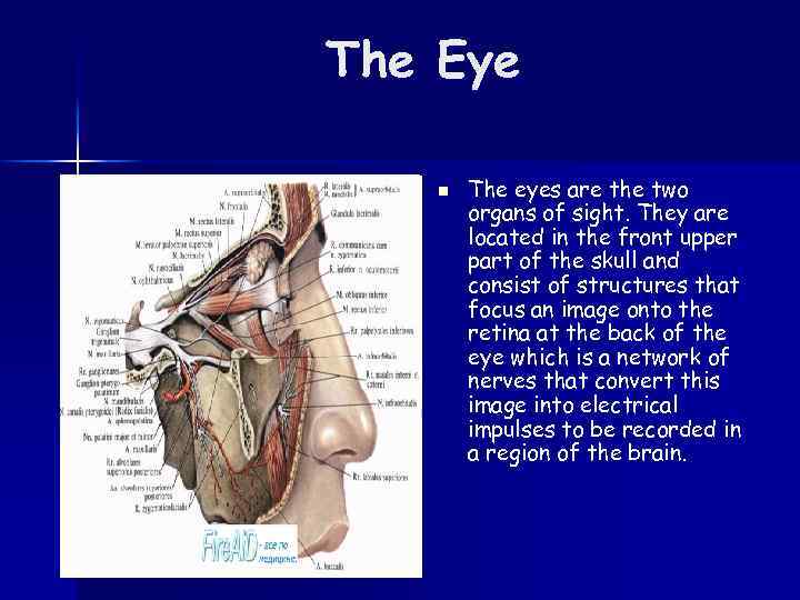 The Eye n The eyes are the two organs of sight. They are located
