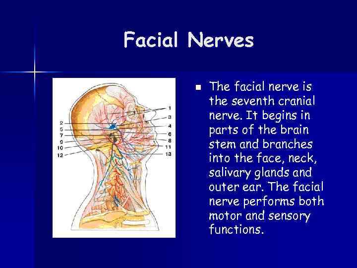 Facial Nerves n The facial nerve is the seventh cranial nerve. It begins in