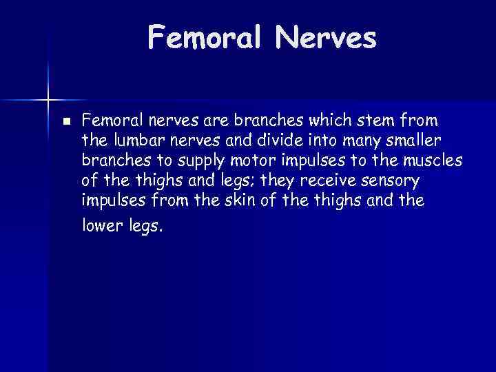 Femoral Nerves n Femoral nerves are branches which stem from the lumbar nerves and