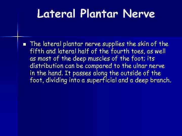 Lateral Plantar Nerve n The lateral plantar nerve supplies the skin of the fifth