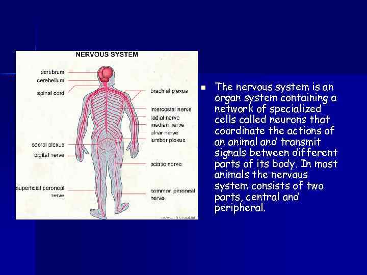 n The nervous system is an organ system containing a network of specialized cells