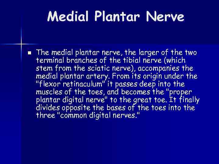 Medial Plantar Nerve n The medial plantar nerve, the larger of the two terminal