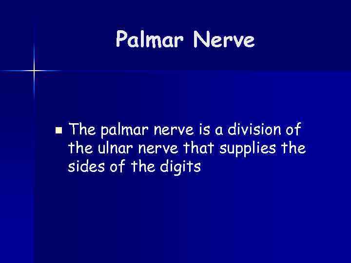 Palmar Nerve n The palmar nerve is a division of the ulnar nerve that