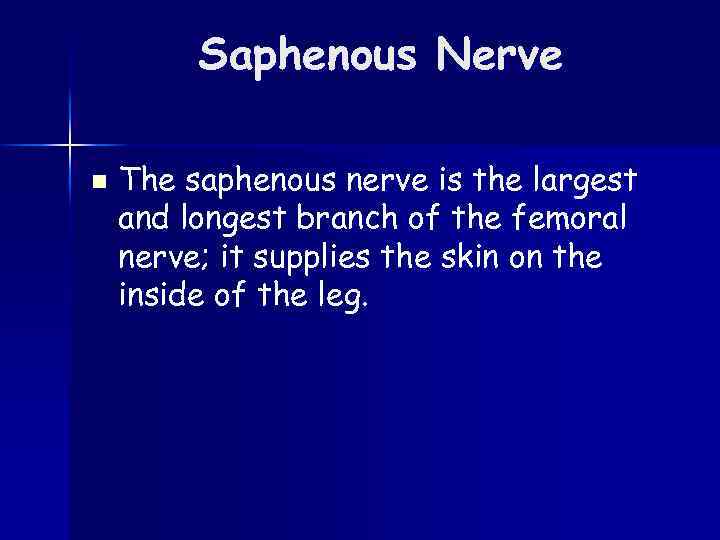 Saphenous Nerve n The saphenous nerve is the largest and longest branch of the