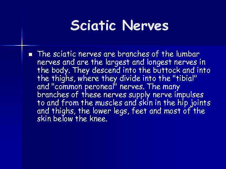Sciatic Nerves n The sciatic nerves are branches of the lumbar nerves and are