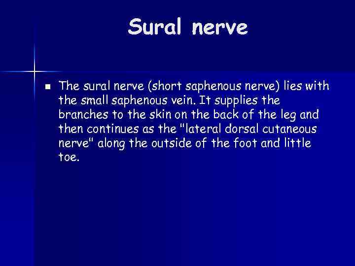 Sural nerve n The sural nerve (short saphenous nerve) lies with the small saphenous