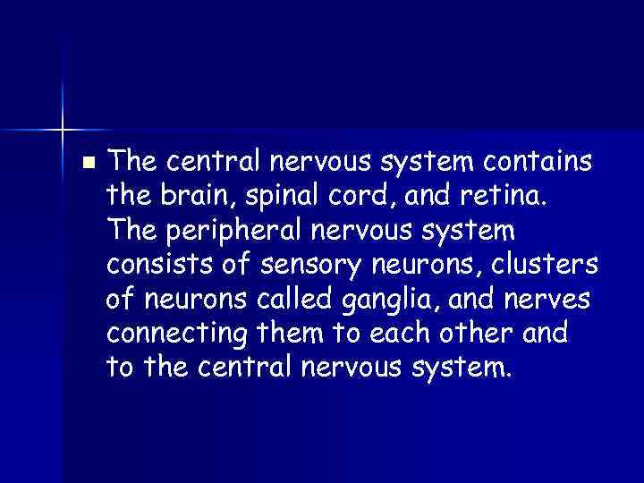 n The central nervous system contains the brain, spinal cord, and retina. The peripheral