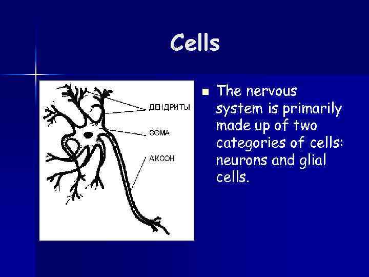 Cells n The nervous system is primarily made up of two categories of cells: