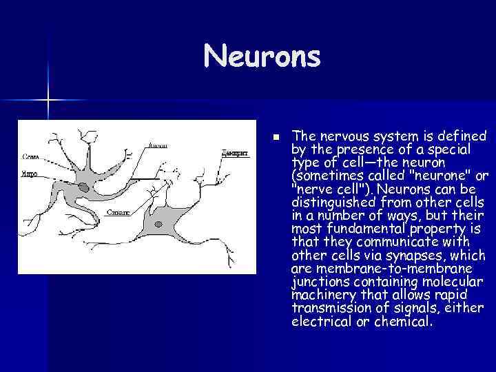 Neurons n The nervous system is defined by the presence of a special type