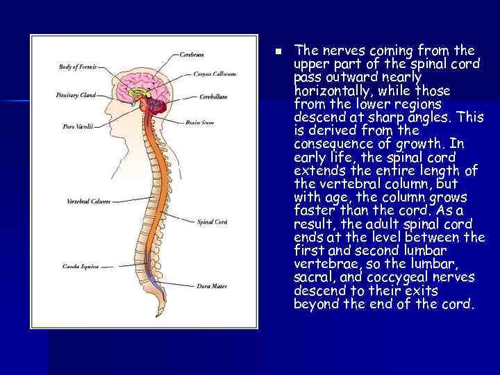 n The nerves coming from the upper part of the spinal cord pass outward